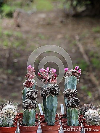Variety of succulents and catcus in bloom Stock Photo