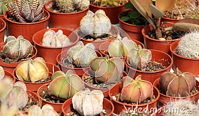 Variety of succulents and catcus Stock Photo