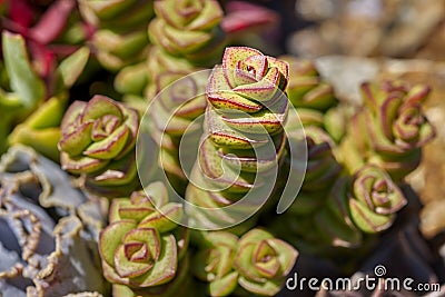 Variety of succulents in a drought-tolerant environment Stock Photo