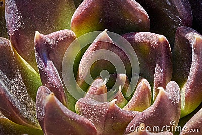 Variety of succulents in a drought-tolerant environment Stock Photo