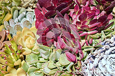 Variety of succulents in a drought-tolerant environment Stock Photo