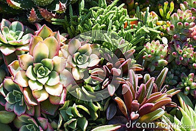 Variety of succulents in a drought-tolerant environment Stock Photo