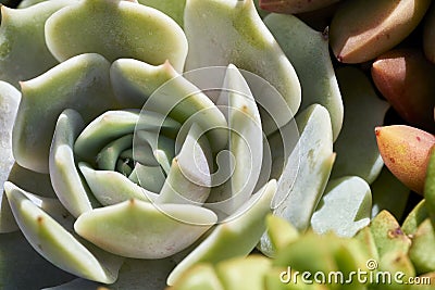 Variety of succulents in a drought-tolerant environment Stock Photo