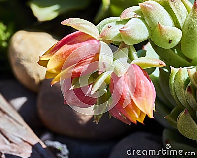 Variety of succulents in a drought-tolerant environment Stock Photo