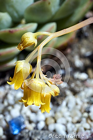 Variety of succulents in a drought-tolerant environment Stock Photo