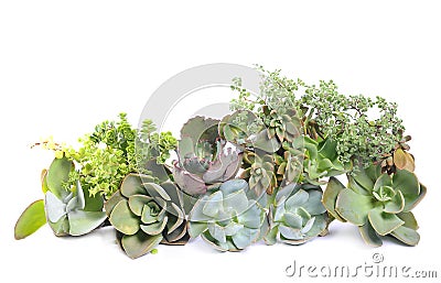 Variety of succulents Stock Photo