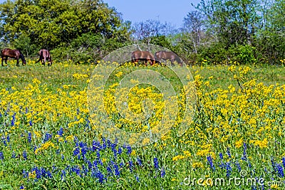 A Variety of Texas Wildflowers in a Field with Brown Horses. Stock Photo