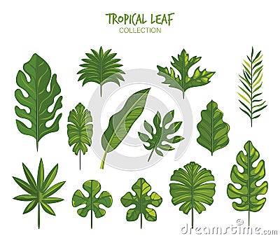 Variety of tropical leaves set Vector Illustration