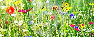 Variety of wildflowers and native herbs, wildflower meadow Stock Photo