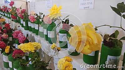 Varietyof roses in a rose show in Indore Stock Photo