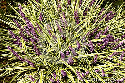 Varigated Liriope Spicata Stock Photo