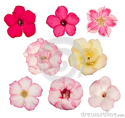 Various adenium flower colors on white background Stock Photo