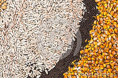 Various Agricultural Crop Seed Stock Photo