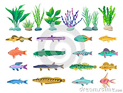 Various Algae and Marine Creatures Illustration Vector Illustration