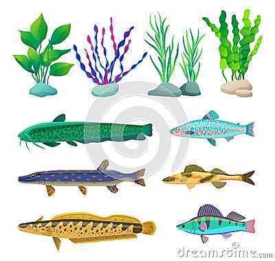 Various Algae and Marine Creatures Illustration Cartoon Illustration