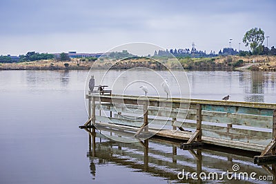 Various bird species resting on a wooden ledge in Shoreline Park, Mountain View, California Stock Photo