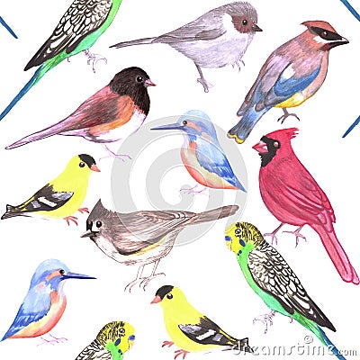 Various birds seamless watercolor background- budgie cardinal goldfinch titmouse kingfisher cedar waxwing juncos Stock Photo