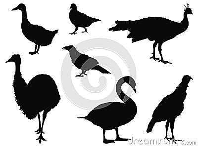Various birds silhouette Vector Illustration