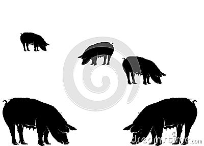 Various pigs eating vector Stock Photo