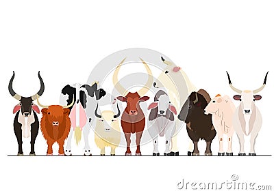 Various breeds of cattle group Vector Illustration