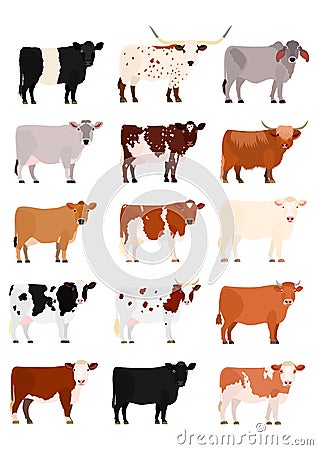 Various breeds of cows set Vector Illustration