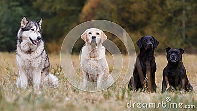 Various breeds of dogs Stock Photo