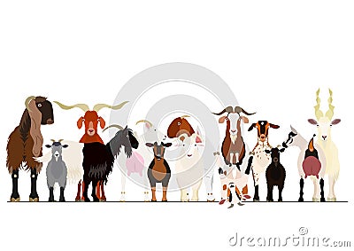 Various breeds of goat group Vector Illustration