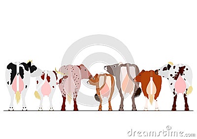 Various breeds of milk cows border Vector Illustration