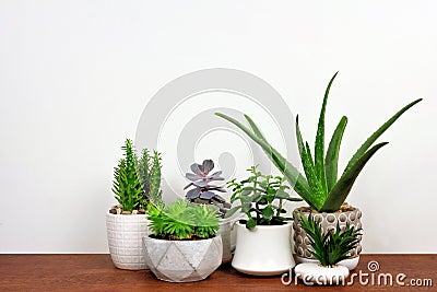 Various cacti and succulents in pots on wood shelf against white wall Stock Photo