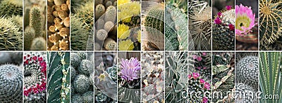 Various Cactuses Collage, Different Cactus Collection, Mix Stock Photo