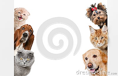 Various cats and dogs as frame isolated on white Stock Photo