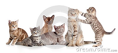 Various cats group isolated Stock Photo