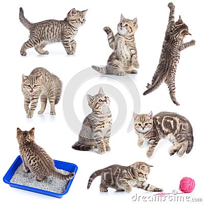 Various funny cats set isolated Stock Photo