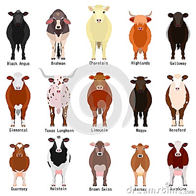 Cattle chart with breeds name Vector Illustration