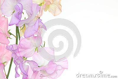 Various color of sweetpea in a white background Stock Photo