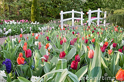 Various colored tulips with white wooden bridge Stock Photo