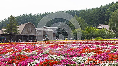 Various colorful flowers fields at Tomita Farm, Furano, Hokkaido Stock Photo