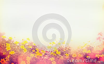 Various colorful spring flowers sunlight, blur, banner for web site, border Stock Photo