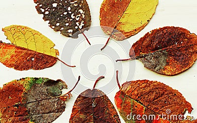 Various colourful autumn leaves on a light wood background Stock Photo