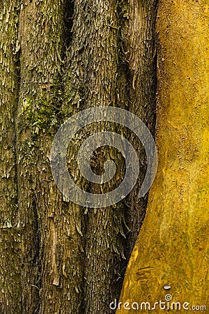 Various colours in tree trunk Stock Photo