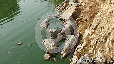Various Crocodiles by the side of Pound Stock Photo