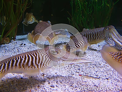 Various cuttlefishes Stock Photo