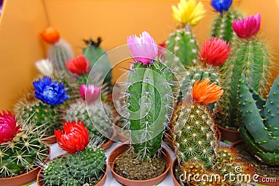 Various decorative indoor cactus Stock Photo