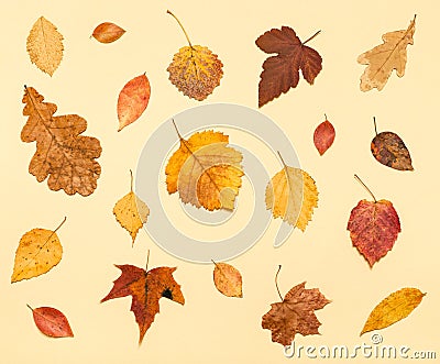 Various dried autumn fallen leaves on light yellow Stock Photo