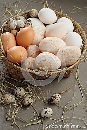Various eggs Stock Photo