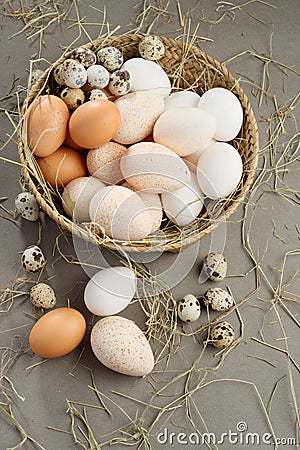 Various eggs Stock Photo