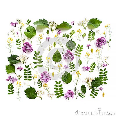 Various field plants and lilac flowers lined with a rectangle on Stock Photo