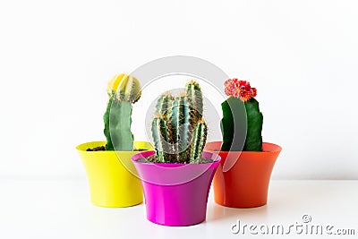 Various flowering cactus plants in bright colorful flower pots against white wall. House plants on white shelf. Stock Photo