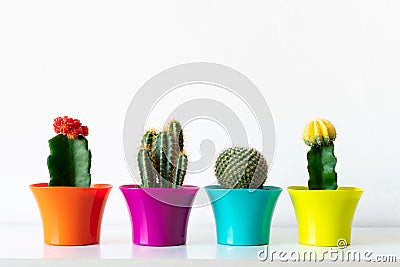 Various flowering cactus plants in colorful flower pots against white wall. House plants in a row on white shelf. Stock Photo