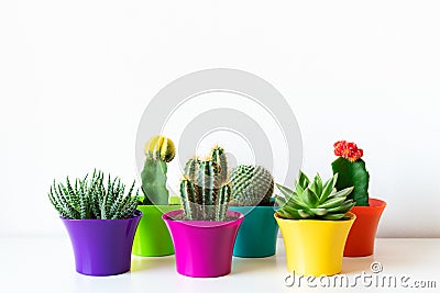 Various flowering cactus and succulent plants in bright colorful flower pots against white wall. House plants on white shelf. Stock Photo